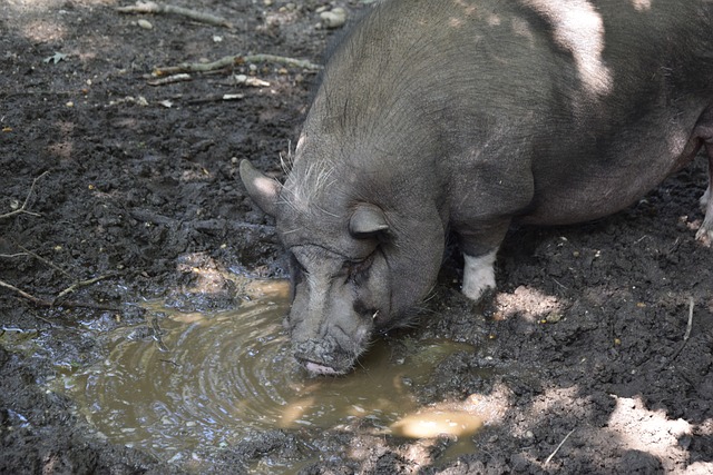 队注入一种 队注入一种